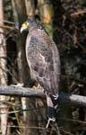 Crested Serpent Eagle, NAGARHOLE NATIONAL PARK