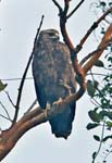 Greater Spotted Eagle, NAGARHOLE NATIONAL PARK
