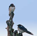 Barn Swallow, NAGARHOLE NATIONAL PARK