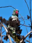 Malabar Parakeet, NAGARHOLE NATIONAL PARK