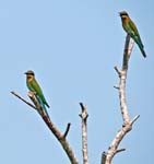Blue-tailed Bee-eater, KANNUR