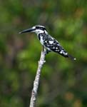 Pied Kingfisher, KANNUR