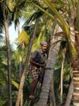Coconut Man (Image Courtesy of Caroline Egglestone), KANNUR