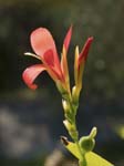 Canna Lily Moneglia