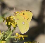 Clouded Yellow Framura
