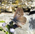 common Zebra Blue on Rosemary