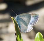 Holly Blue Framura