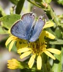 Long-tailed Blue Framura