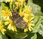 Mallow Skipper Framura