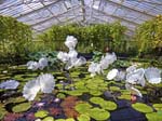 Ethereal White Persian Pond  Blown Glass  Dale Chihuly  Kew