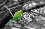 Ring-necked Parakeet St. James Park