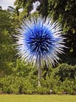 Sapphire Star  Blown Glass  Dale Chihuly  Kew