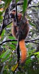 Golden bamboo lemur, Ranomafana National Park