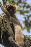Greater bamboo lemur (juvenile), Bevoloto area (Courtesy of Rainer Dolch, Mitsinjo Ass.) Mantadia National Park, Northeast of Antananarivo