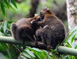 Greater bamboo lemurs, Ranomafana National Park