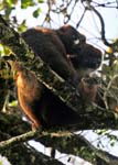 Red-bellied lemurs, Ranomafana National Park