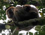 Red-fronted brown lemur & young, Ranomafana National Park