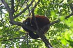 Red ruffed lemur, Masoala National Park