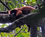 Red ruffed lemur, Masoala National Park