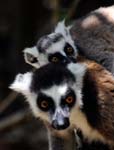 Ring-tailed lemurs, Anja Reserve, Near Isalo National Park