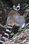 Ring-tailed lemur, Anja Reserve, Near Isalo National Park
