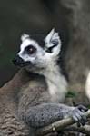 Ring-tailed lemur, Anja Reserve, Near Isalo National Park