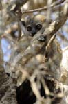 Sportive (or weasel) lemur, Reniala Nature Reserve, Ifaty, North of Toliara