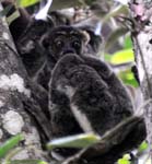 Eastern woolly lemur, Analamazaotra Special Reserve, East of Antananarivo
