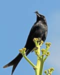 Crested drongo, Hotel Dunes, Ifaty, North of Toliara