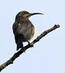 Long-billed sunbird, Ranomafana National Park