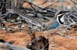 Long-tailed ground-roller, Reniala Nature Reserve, Ifaty, North of Toliara