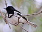 Magpie-robin (male), Hotel Dunes, Ifaty, North of Toliara