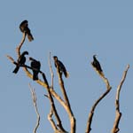 Greater vasa parrots, Masoala National Park