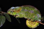 Short-horned chameleon (female), Mantadia National Park, Northeast of Antananarivo