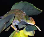 Blue-legged chameleon (juvenile), Ranomafana National Park
