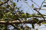 Oustalet's chameleon (female), Isalo National Park