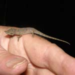 Small chameleon! (Courtesy of Caroline Egglestone), Mantadia National Park, Northeast of Antananarivo