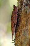 Stump-tailed (or leaf) chameleon, Masoala National Park