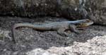 Iguanid lizard, Anja Reserve, Near Isalo National Park