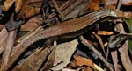 Plated lizard (Zonosaurus madagascariensis, Ranomafana National Park