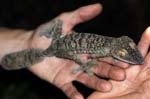 Leaf-tailed gecko, Masoala National Park