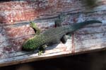 Standing's day gecko, Zombitse National Park, Between Isalo & Toliara