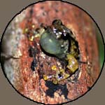 Small tree frog!, Ranomafana National Park