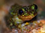 Mossy frog, Masoala National Park