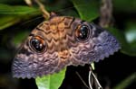 Emperor moth, Masoala National Park