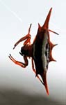 Kite, thorn or crab spider, Masoala National Park
