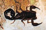 Scorpion), Mantadia National Park, Northeast of Antananarivo