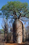 Baobab & Thorny Didierea Trees, Spiny Bush, Reniala Nature Reserve, Ifaty, North of Toliara