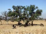 Argan Tree (with goats)