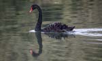 Black Swan National Kandawgyi Gardens